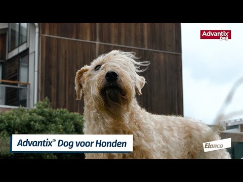 Hoe breng ik de Advantix® Dog pipet aan bij mijn hond? Uitlegvideo