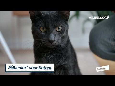 Hoe bied ik de Milbemax® tablet aan aan mijn kat? Uitlegvideo