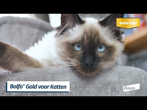 Hoe breng ik de Bolfo Gold pipet aan bij mijn kat uitlegvideo