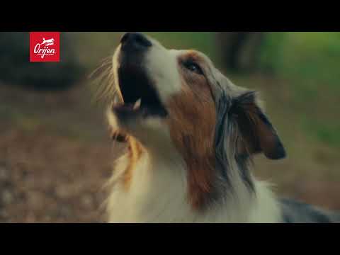 Orijen staat voor voer zoals de natuur het bedoeld heeft, uitlegvideo