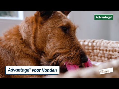 Hoe breng ik de Advantage® pipet aan bij mijn hond? Uitlegvideo