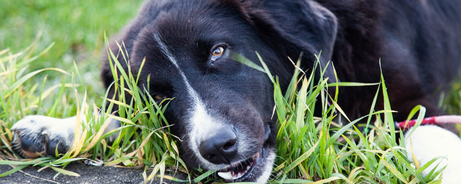 Waarom eet mijn hond gras? Is dit normaal en is het veilig? Milo