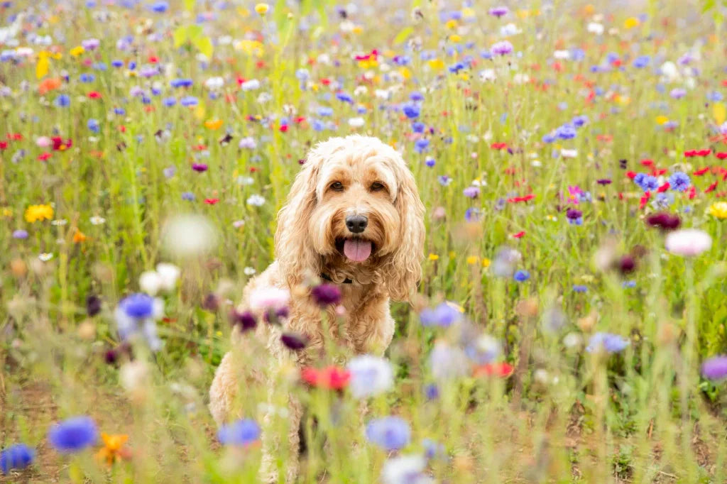 Hooikoorts bij Honden en Katten: Alles Wat Jij Moet Weten