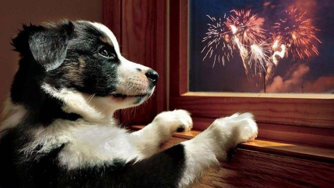 Hond Puppy Vuurwerk