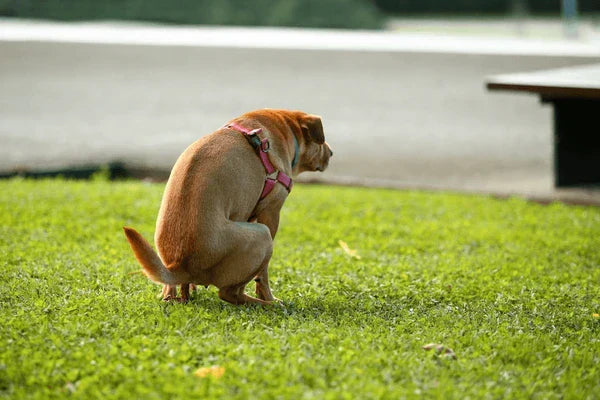 Help, mijn hond heeft diarree! Wat moet ik doen?