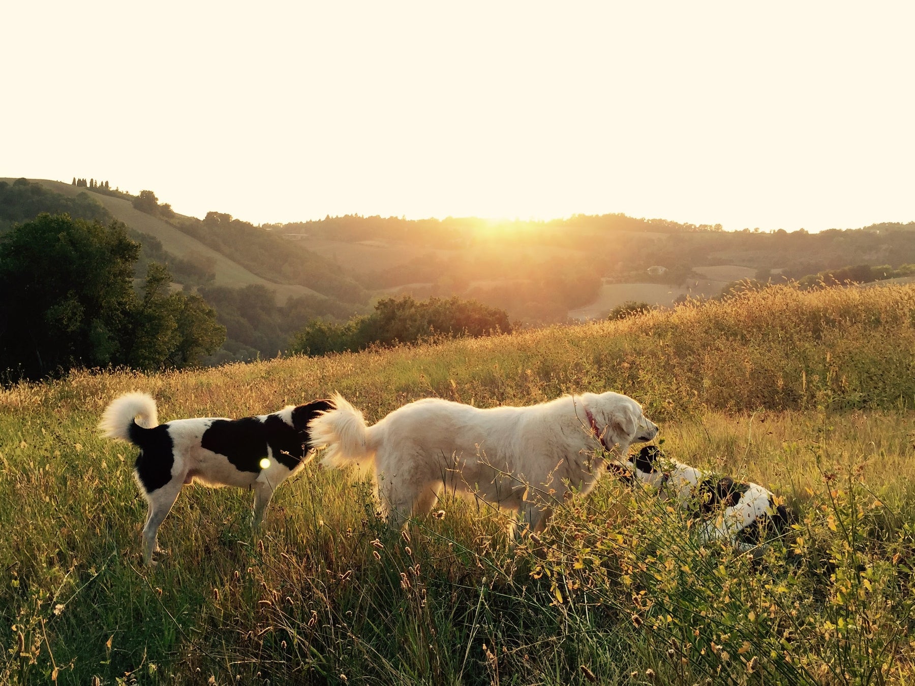 Honden in een veld