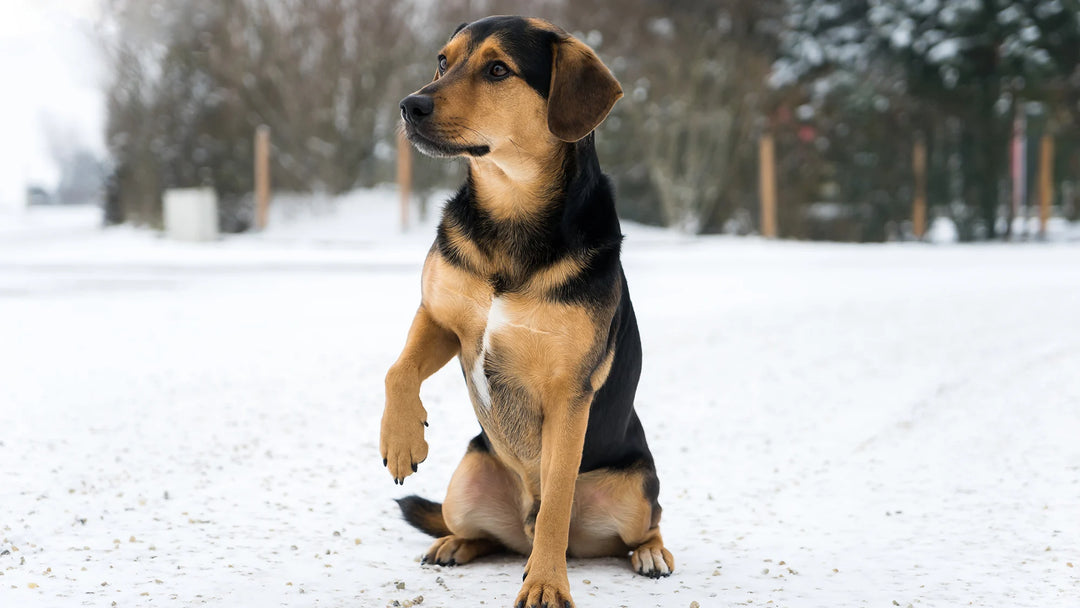 Artrose bij Honden en Katten: Feiten en Fabels