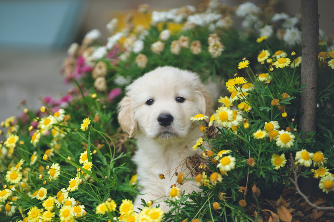 Puppy tussen de planten