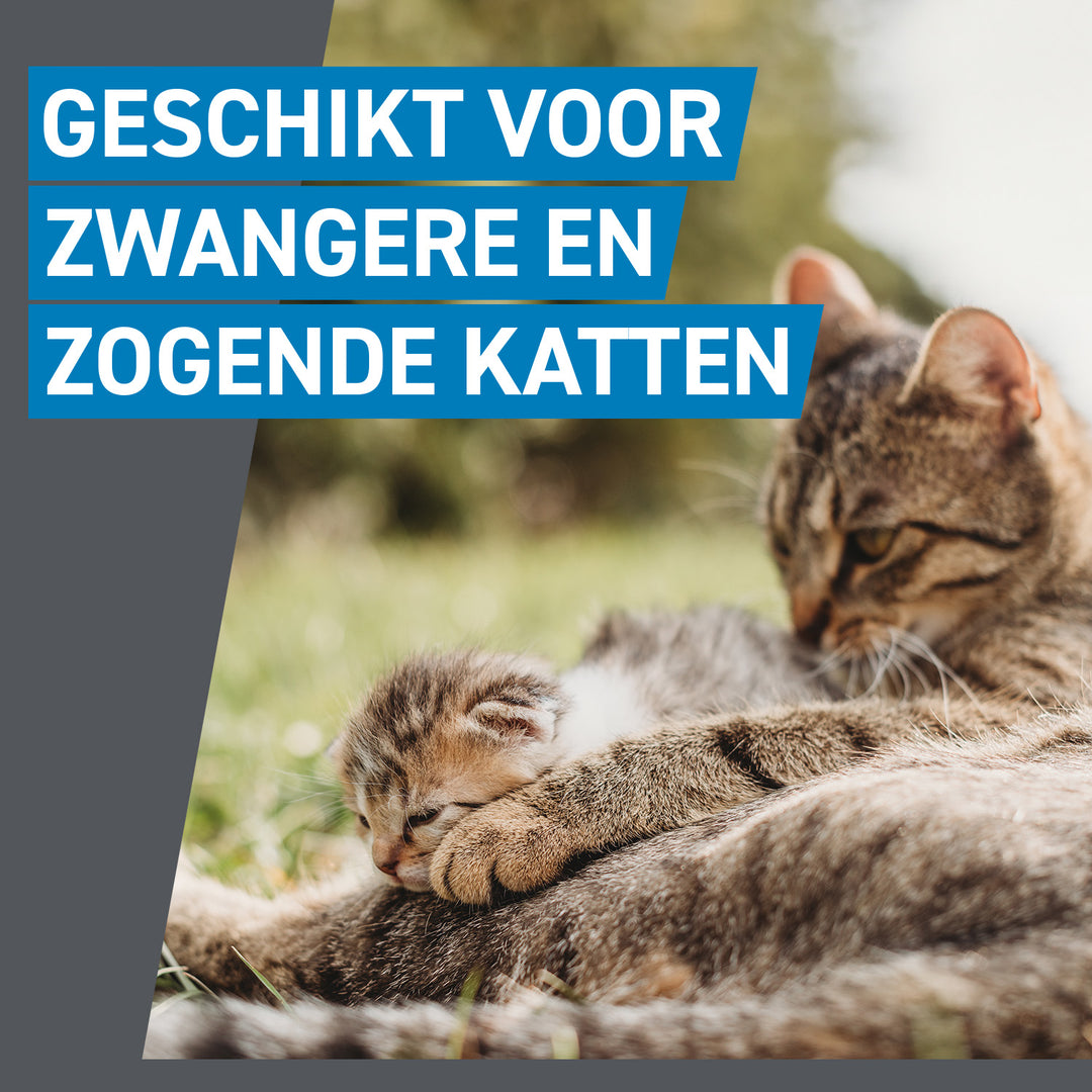 Frontline Spot On geschikt voor zwangere en zogende katten