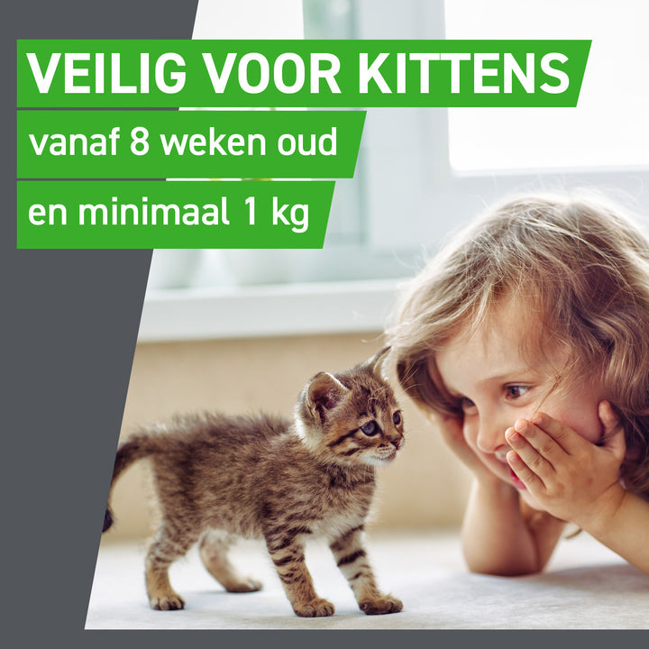 Frontline Combo voor kattenis veilig voor kittens vanaf 8 weken en minimaal 1 kg