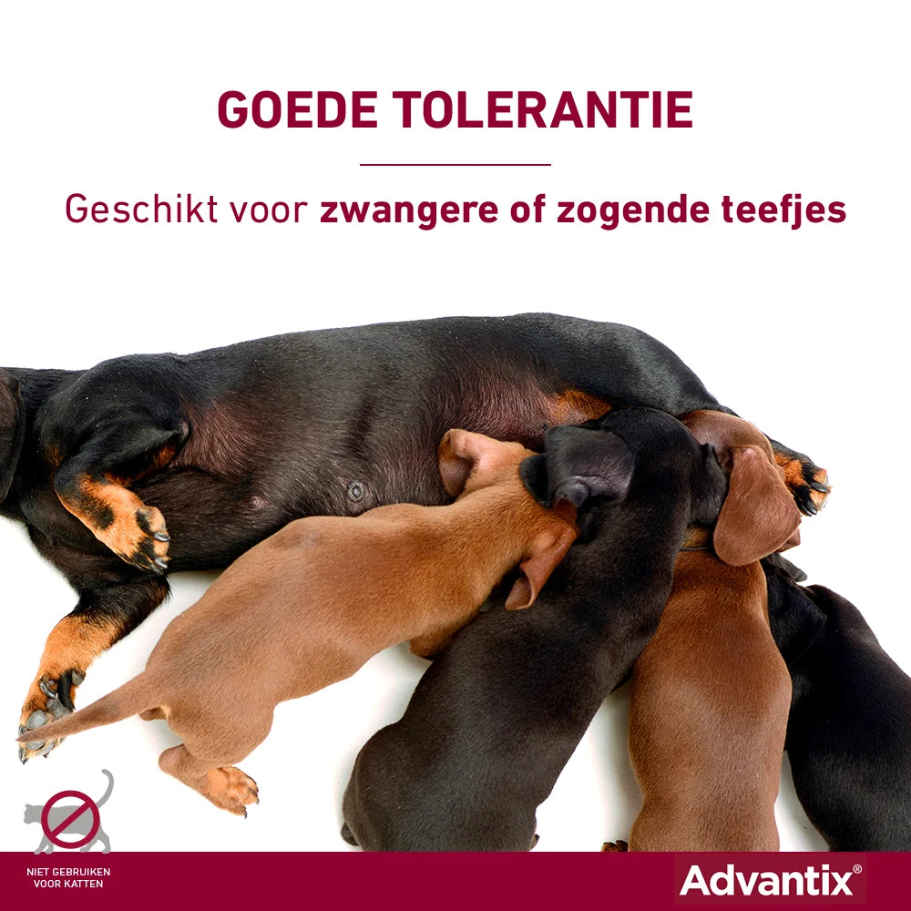 Advantix Anti-Teekmiddel ook voor zwangere en zogende honden