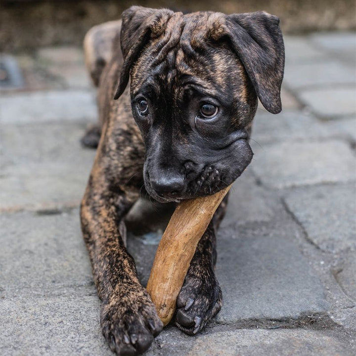 Chewies Koffiehout Kauwstok in de bek van een hond