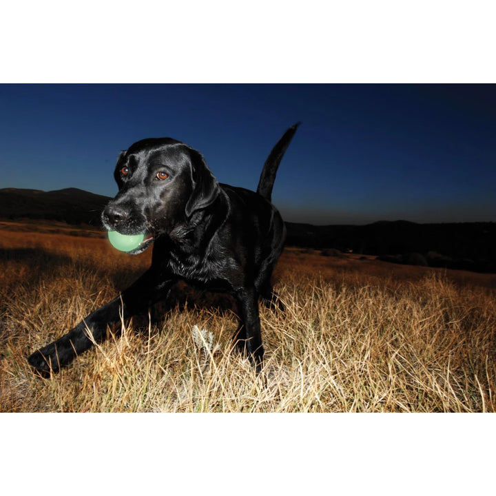 Chuckit Max Glow Hondenbal met een zwarte labrador