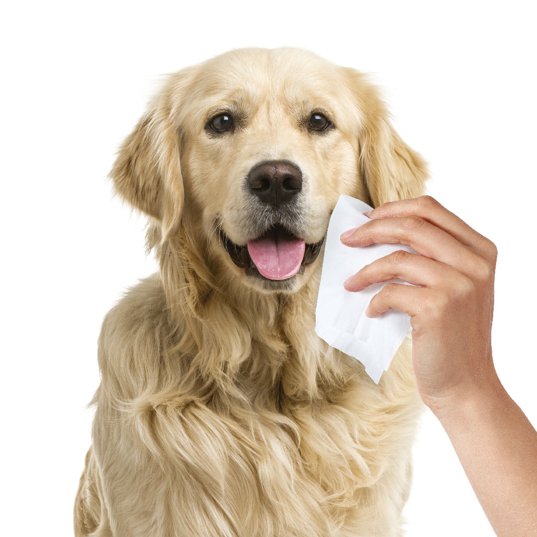 Maxani chloorhexidine wipes hond