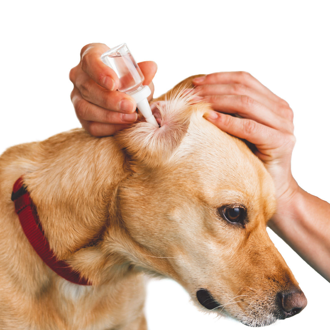 Maxani Zure Oordruppels gebruiken bij hond