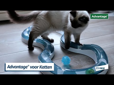 Hoe breng ik de Advantage® pipet aan bij mijn kat? Uitlegvideo