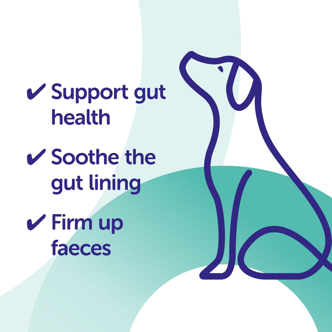 Protexin Pro Kolin voor Honden ondersteunt de darmen