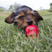 Hond in een grasveld met KONG Classic Hondenspeelgoed met Easy Treat