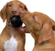 Kong Extreme Bal Lifestyle1 Honden