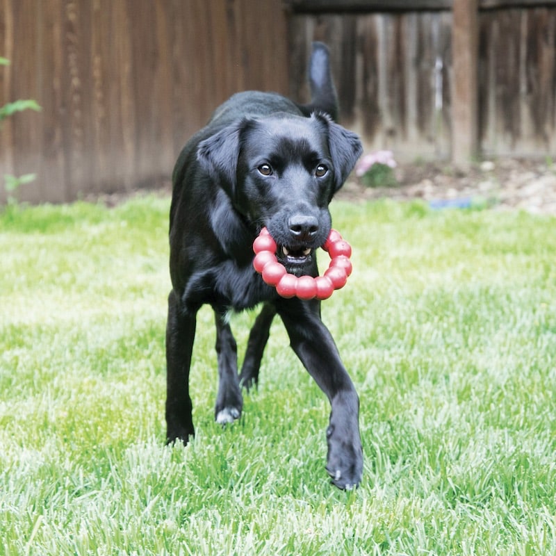 Kong Ring Hondenspeelgoed Lifestyle2 Labrador