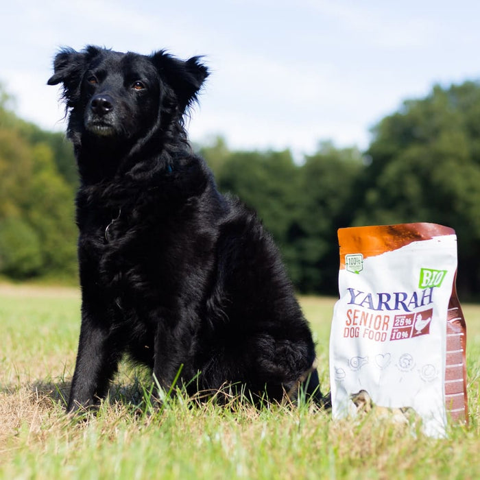Zwarte Hond in een grasveld met Yarrah Bio Senior Hondenbrokken